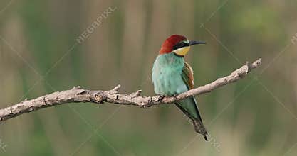 European bee-eater and landing on a branch and cleaning its beak