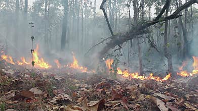 Amazon rain forest fire disaster is burning
