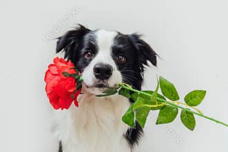 St. Valentine`s Day concept. Funny portrait cute puppy dog border collie holding red rose flower in mouth isolated on white