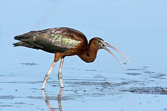 Glossy Ibis