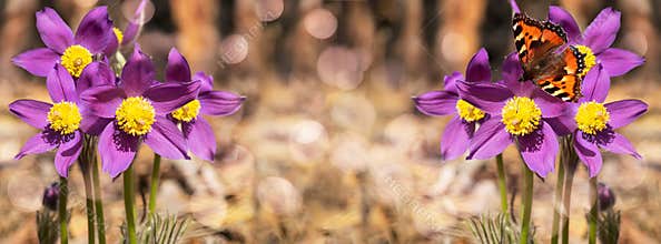 Unfocused widescreen forest background with blooming snowdrops and a butterfly