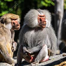 The hamadryas baboon, Papio hamadryas is a species of baboon