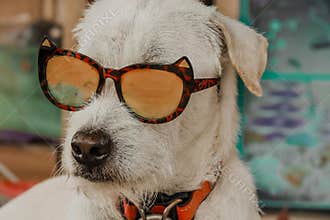Dog wearing funky summer sunglasses