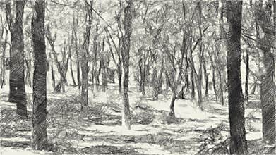 Drawing black and white of forest