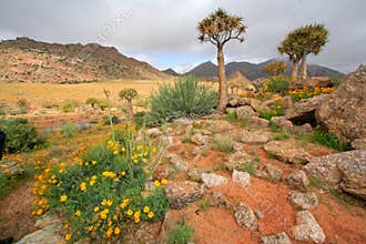 Wild flower landscape