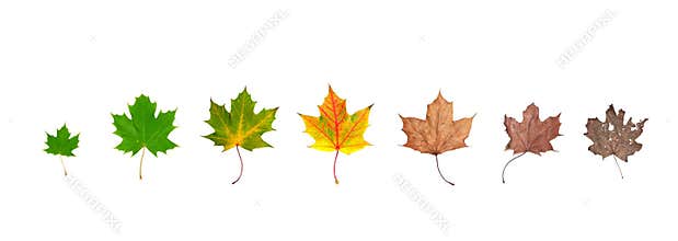 Life cycle of leaf