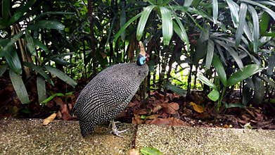 Black spotted guinea fowl walks in tropical park. Exotic bird in a wildlife