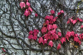 Beautiful autumnal dark pink leaves of ivy hedera helix plant clinging and climbing on the stone wall of building, Dublin, Ireland