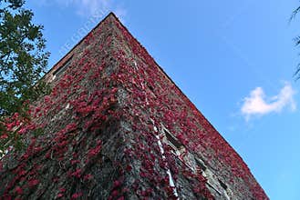 Beautiful bottom view of autumnal dark pink leaves of ivy hedera helix plant clinging and climbing on the building