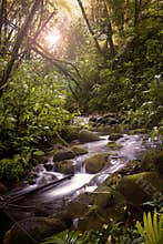 A Stream in the Rainforest