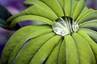 Lupin leaf