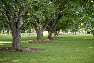 A row of pecan trees on a shady green lawn.