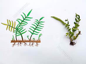 Fern Structure Anatomy