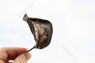 Dry apple tree leaf in hand