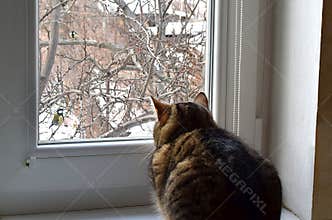 The cat watches the birds through the window