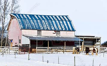 Old Pink Barn with Dairy Cows