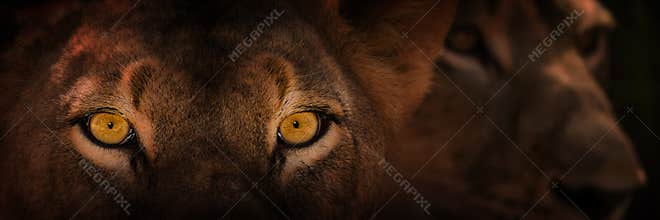 Eyes of staring lion