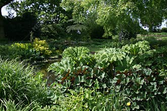 Springtime in Beth Chatto`s gardens