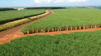 Green sugar cane field on Sao Paulo state,