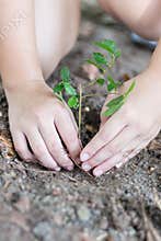 Tree planting growing on soil in girl child's hand for saving world environment, tree care, arbor day,Tu Bishvat