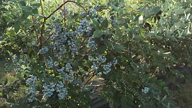 Blueberry bushes on a summer day in a berry field. Blueberry crop before harvest. Fresh organic blueberry bushes