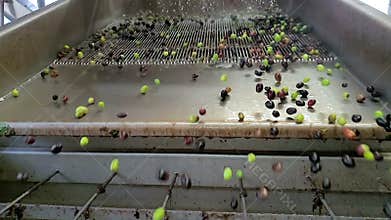 Slow motion of Olives defoliation wash machine,olives mill industry,italian extra virgin oil 4k