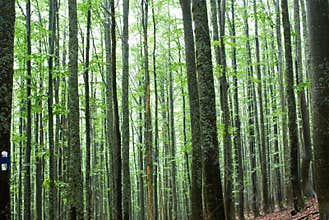 Trees in a forest