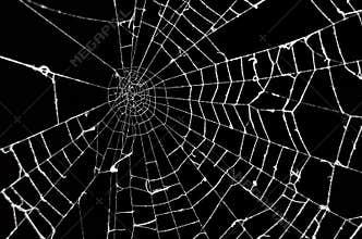 Spider web