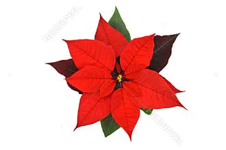 Poinsettia Flower on white