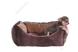 Chihuahua puppy in a pet's cot