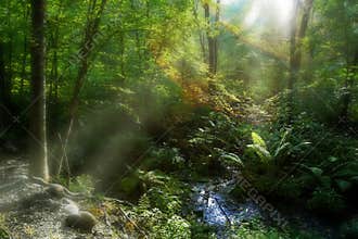 Sun light in a swamp