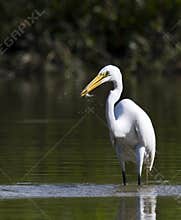 Great Egret with Fish