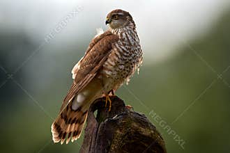 Sparrowhawk, Accipiter nisus, sitting green tree trunk in the forest, back light. Wildlife animal scene from nature. Hawk bird in