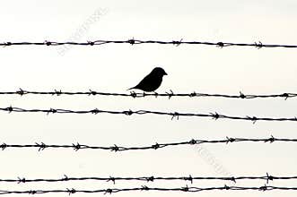 Bird on barbed wire