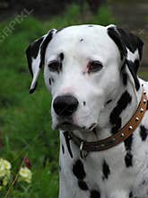 Dalmatian Dog