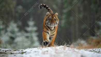 A large young female Siberian tiger Panthera tigris altaica runs directly against the camera. Slow motion video.