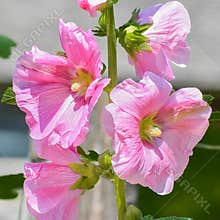 Pink Colored Hollyhocks Blooming in Garden