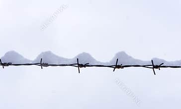 Barbed wire in winter under the snow on the background of the white winter sky. Barbed wire minimal