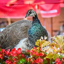 Female Peacock by Red Begonia Flowers at the Zoo
