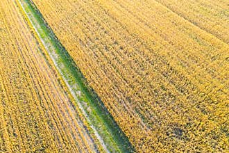 Aerial photo from flying drone of a beautiful nature landscape with growing healthy. Beauty scenery with farm