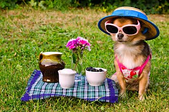 Dog wearing suit,hat and glasses in meadow