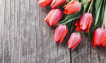 Pink tulips bouquet border on vintage wooden background from above. Top view of red flower bud frame. Spring seasonal holiday and
