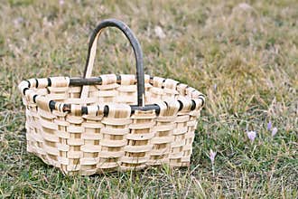 Basket on the Grass