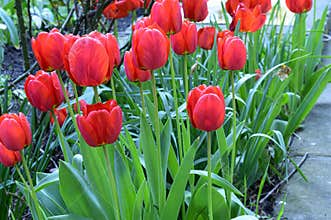 Tulip the very nice red spring flowers close up