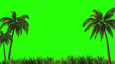 Palm trees green screen