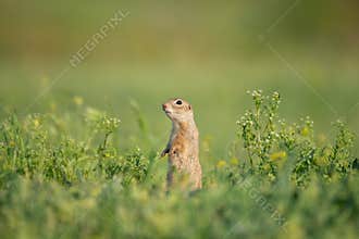 Ground squirrel Spermophilus pygmaeus stands in the grass in a meadow