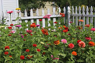 Butterfly Feeding on Zinnias, Red, Orange, Yellow, and Purple in full Bloom