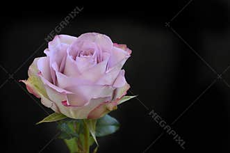 The very nice colorful rose flower close up