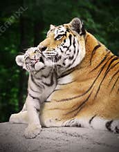 Tiger with a cub