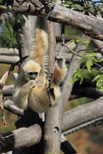 Hanging lar gibbon